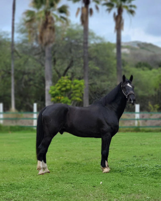 Horse Boarding