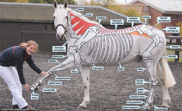 Classic Principles, Modern Practices: The ARL Equestrian Program