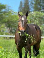 Aloha Riding Lessons, Honolulu Gift Cards