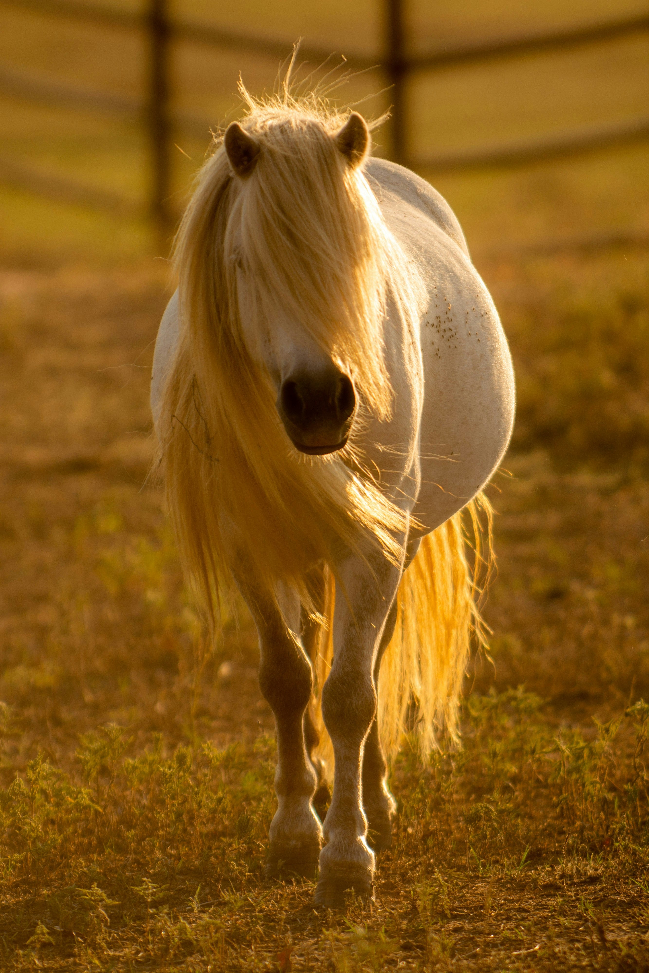 End of Summer, Sunset, Social, Soiree, & Ride – Aloha Riding Lessons ...