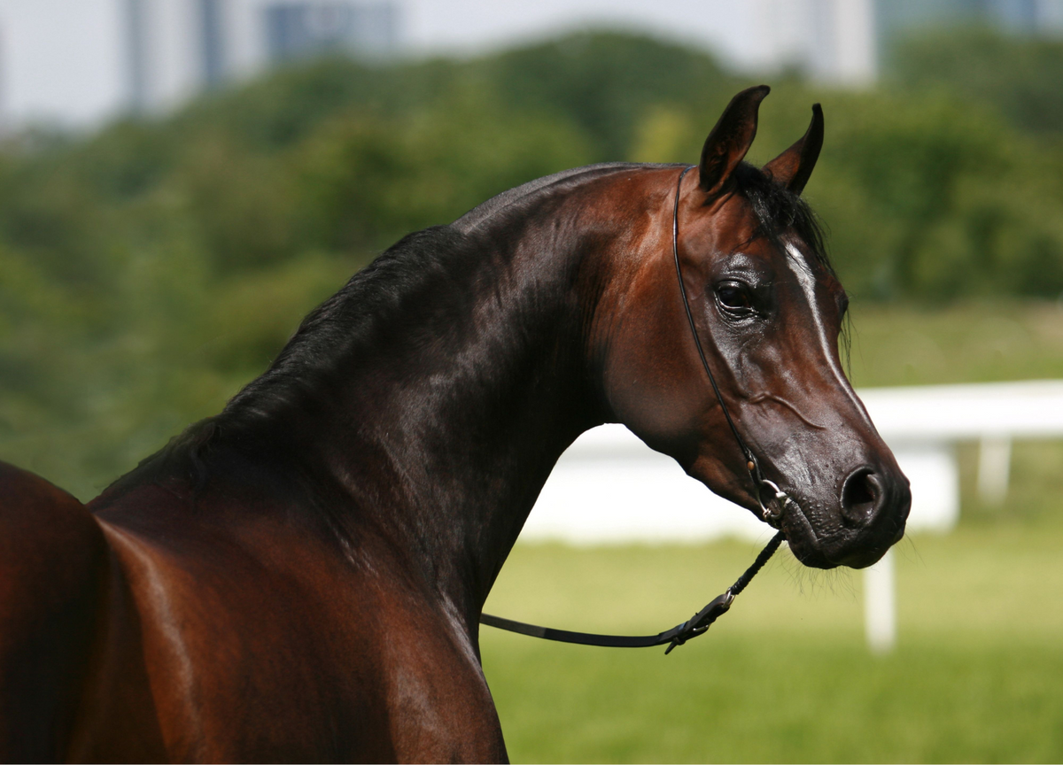 Horseback Riding Lessons in Honolulu, HI