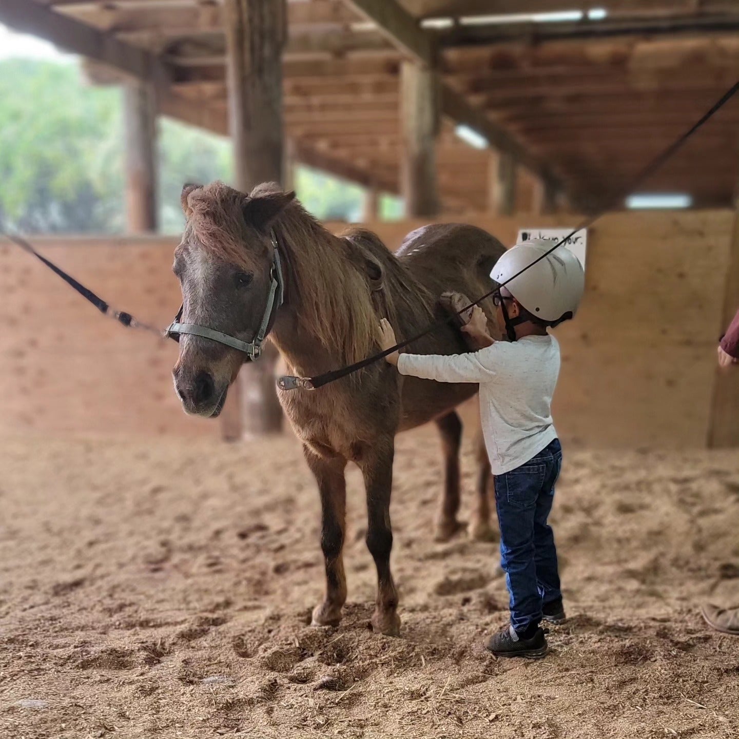 Horseback Riding Lessons in Honolulu, HI – Aloha Riding Lessons, Honolulu