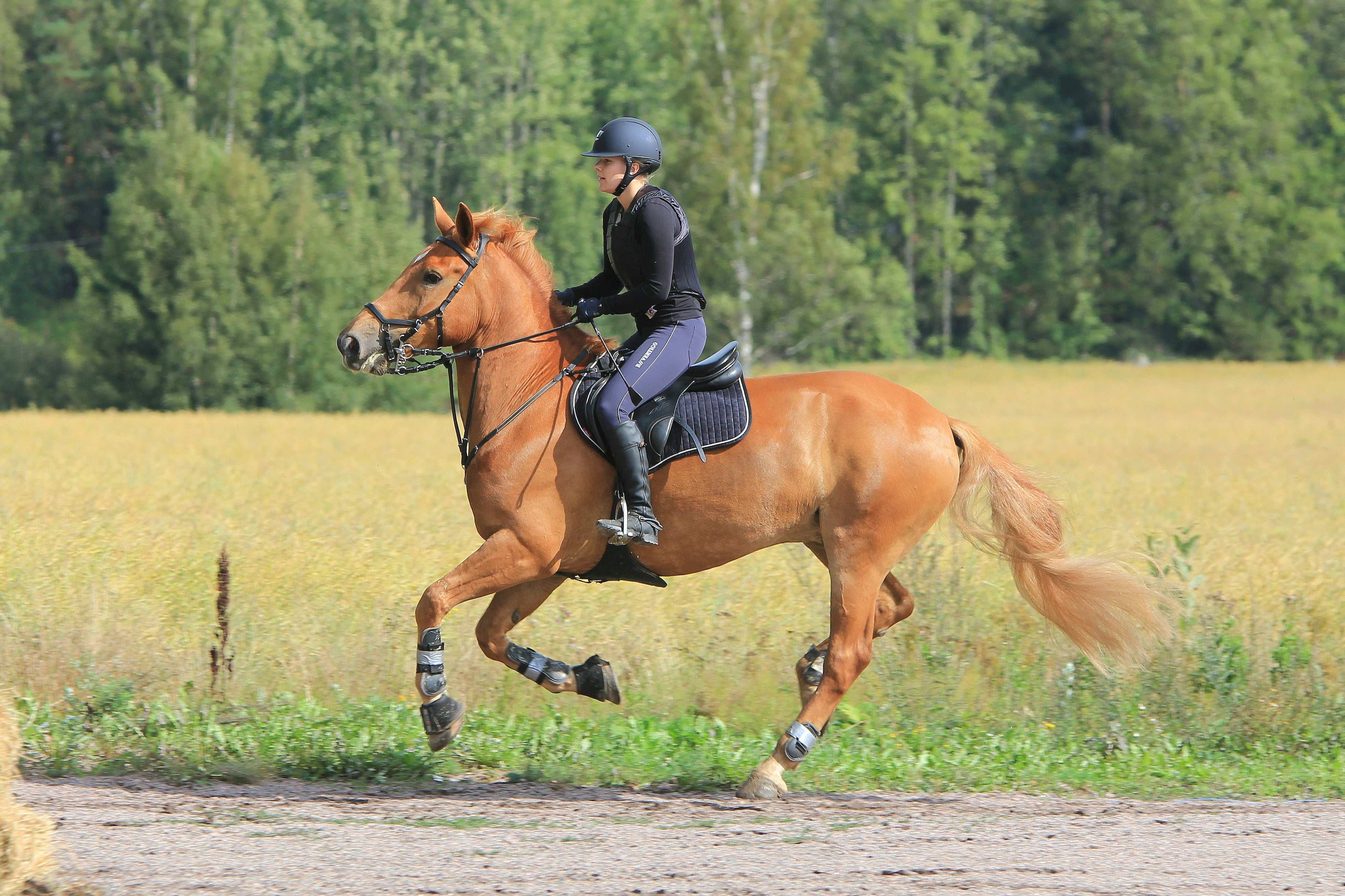 Horseback Riding Lessons in Honolulu, HI — Aloha Riding Lessons, Honolulu