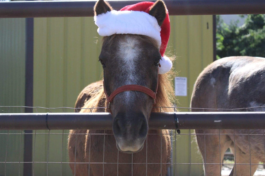 Open Stables and Horse Meet & Greet!